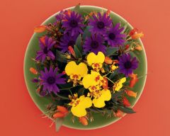 Tapeta Nature Flowers 609.jpg